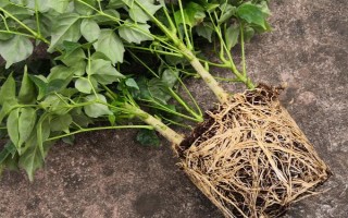 幸福树喜不喜欢酸性土壤，喜欢偏酸性的土壤