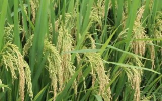 谷神糯116水稻品种的特性,秧田亩播种量20-30千克
