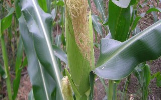 伊单54玉米种子简介，高抗茎腐病