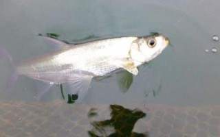 翘嘴一般在水域中的什么位置，常在水面宽、水草多的地方栖息