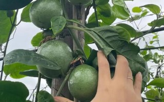 六月份有没有百香果,每年6月中旬至次年2月初都有成熟百香果