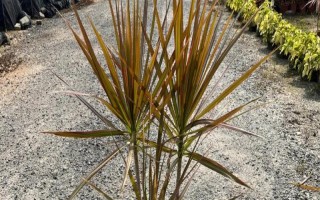 七彩铁千年木的养殖方法，每年新叶萌发前需进行换盆