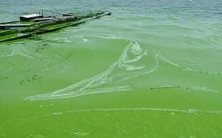 为什么夜间杀蓝藻，因为在夜间蓝藻大量爆发会造成池底缺氧