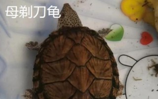 剃刀龟怎么分公母，可从背甲、腹甲和尾巴等部位来分辨
