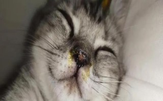 猫鼻支的病因，病原体是猫鼻气管炎疱疹病毒