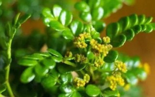 清香木花的寓意,寓意淡雅、朴实无华等