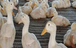 养殖1000只旱鸭的成本,鸭苗和鸭料成本总共需要2.3万元左右