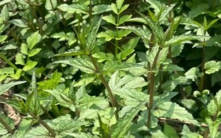 半枝莲的生长阶段，分为幼苗期、生长期、盛花期、休眠期