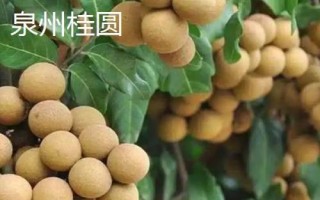 哪里产出的桂圆又甜又好吃，楼坝桂圆清甜可口深受消费者欢迎