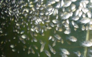 亲亲鱼的产地，主产于泰国、中东地区、西双版纳等地方