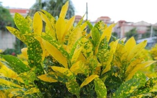 怎么养殖洒金木，每天要晒光6-8小时