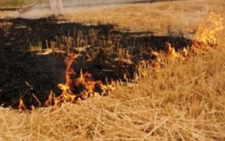 秸秆焚烧有哪些危害，会烧死大量的土壤微生物