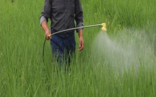 芸苔素内酯水稻的使用量，0.01%芸苔素内酯可溶液剂10ml可兑水15kg