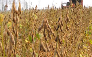 赣豆9号大豆品种的特性,播种前亩施钙镁磷肥25公斤