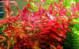 豹纹红蝴蝶溶叶的原因,可能是光照不足、水质过硬、水温过高等