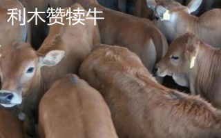 秦川牛和利木赞牛有什么区别,毛色、体型、体重等方面均不同