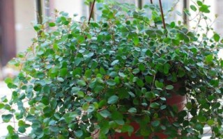 千叶吊兰的养殖方法，在半阴的环境下养护为宜