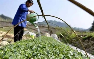 西瓜出苗后过多长时间才能施肥,经过7天左右便可首次追肥