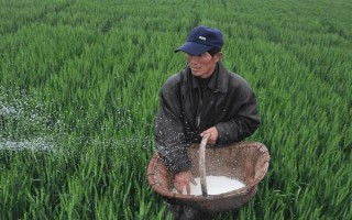 小麦如何种植，选择疏松肥沃、排水透气性良好的土壤