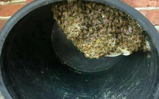 适合放置诱蜂桶的位置，通常可放在蜜源丰富、符合蜜蜂筑巢习性的地方
