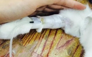 猫得了猫瘟后如何紧急治疗，主要注射猫瘟单克隆抗体和猫干扰素