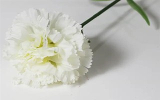 康乃馨的颜色，主要有红色、白色、粉红色等6种色彩