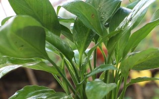 白掌的栽培管理方法，生长期间应经常保持盆土湿润