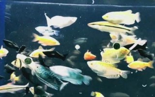 多巴盐对鱼是否真实有效，具有促食效果