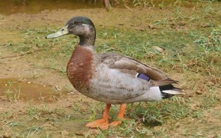 鸭子如何区分公母,公鸭尾巴下垂、母鸭尾巴上翘