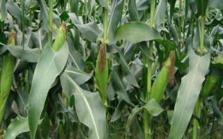 潞玉1611玉米品种的特性，4月下旬至5月上旬播种
