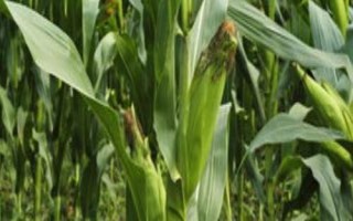 中金368玉米种子特点,亩植密度3000株左右