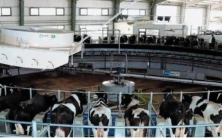 怎么建设奶牛养殖场，需规划出消毒室、消毒池、产房、牛舍及其它相关设施