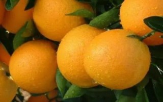 冰糖柑的价格，价格与产地有关