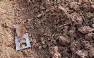 冬春季节如何防治农区鼠害，保护天敌资源可减少老鼠的数量