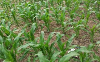金都玉1号玉米种子特点,引起植株早衰并及时防治病虫害