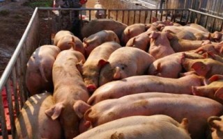 猪中毒的原因，饲料、药物和食盐都会引起中毒