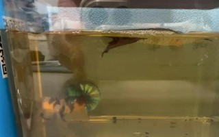 斗鱼可以一起养吗,斗鱼不能和同类一起养