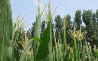 东单1607玉米种子介绍，中抗茎腐病