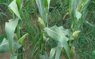 GK100玉米种子特点,注意防治灰斑病