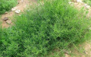 风滚草在中国的叫法，一般被称为猪毛菜