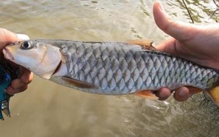 军鱼喜食的饵料，可使用蚯蚓、鸡肝、鸭肠等自然饵