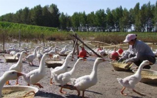 为什么白条鸭那么便宜，因为其是速成鸭