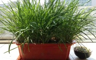 用塑料盆种菜有没有毒，蔬菜的根系无法吸收其中的有毒物质