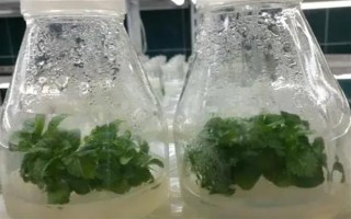 绣球花怎么繁殖，可分株也可压条繁殖