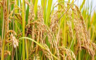 华荃优187水稻种子介绍，特别要注意白叶枯病的防治