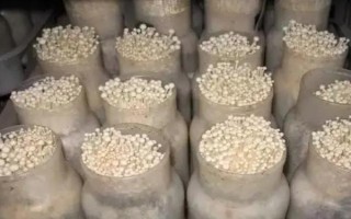 怎么防治金针菇黑斑病，关键是控制好适宜的温度和湿度