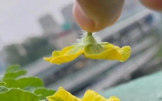 西瓜开花期能不能浇水，开花期土壤过于干旱的话能浇水