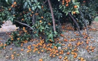 柑橘落果的原因,需要对症下药