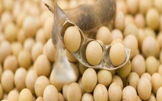 长农24大豆品种的特性,中抗大豆灰斑病