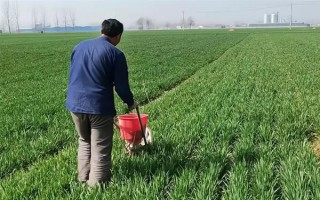 冬小麦怎么管理，每次降雨或浇水后都要中耕保墒